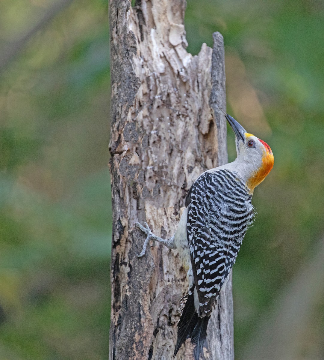 Golden-fronted Woodpecker - ML619258098