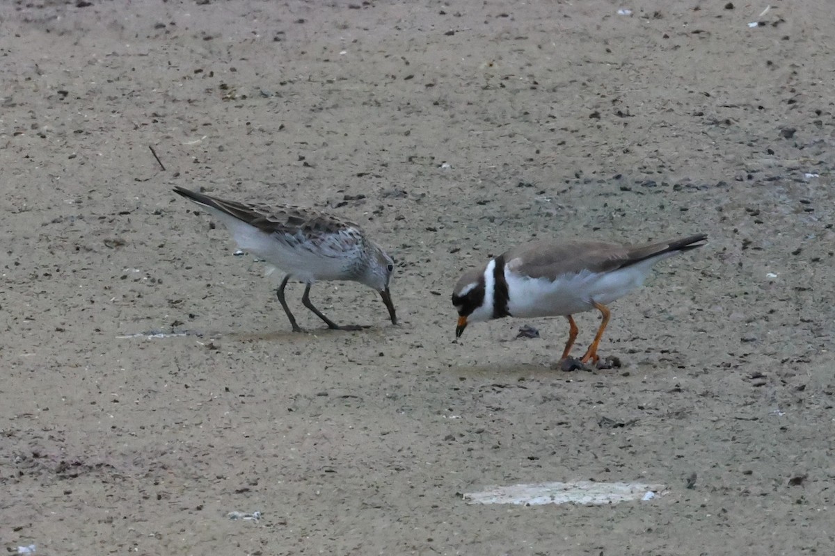 Semipalmated Plover - ML619258176