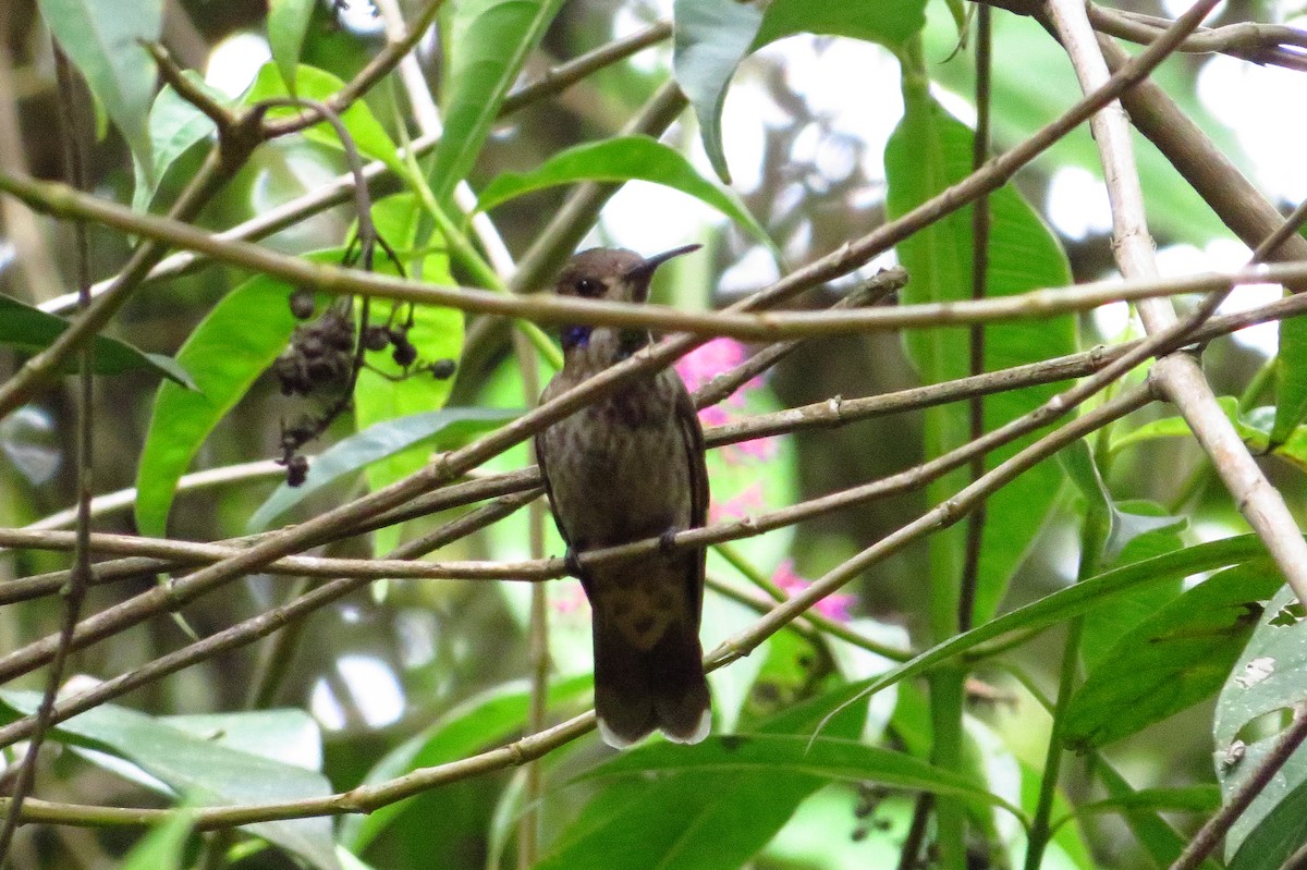 kolibřík fialovouchý - ML619258191