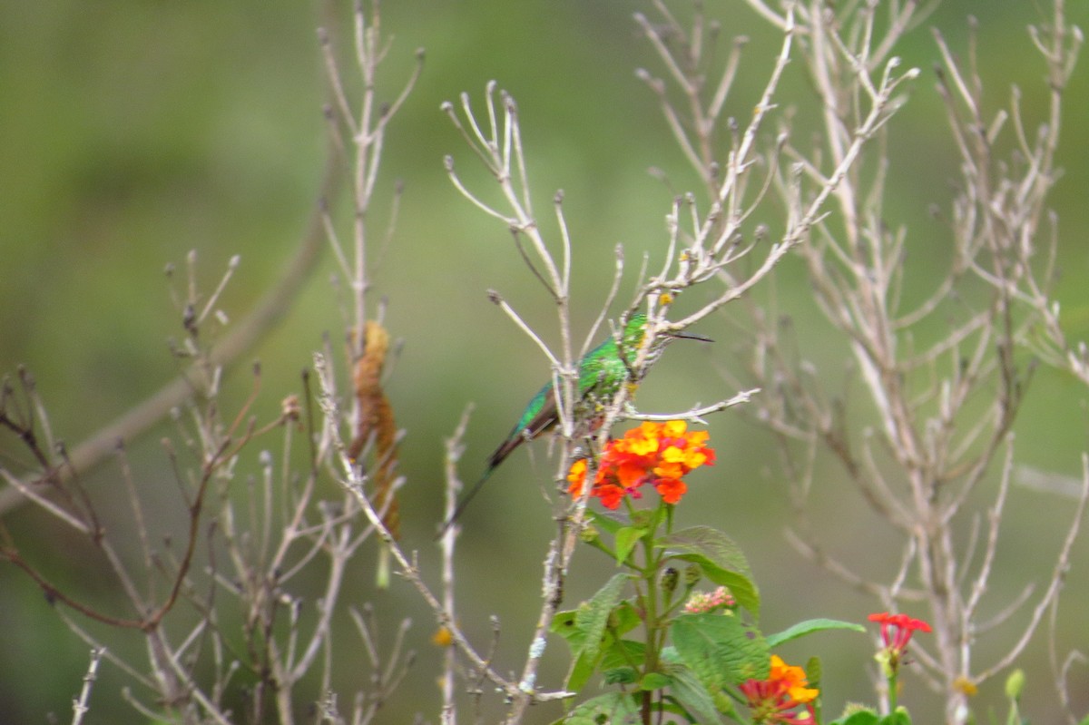Yeşil Kuyruklu Kolibri - ML619258225