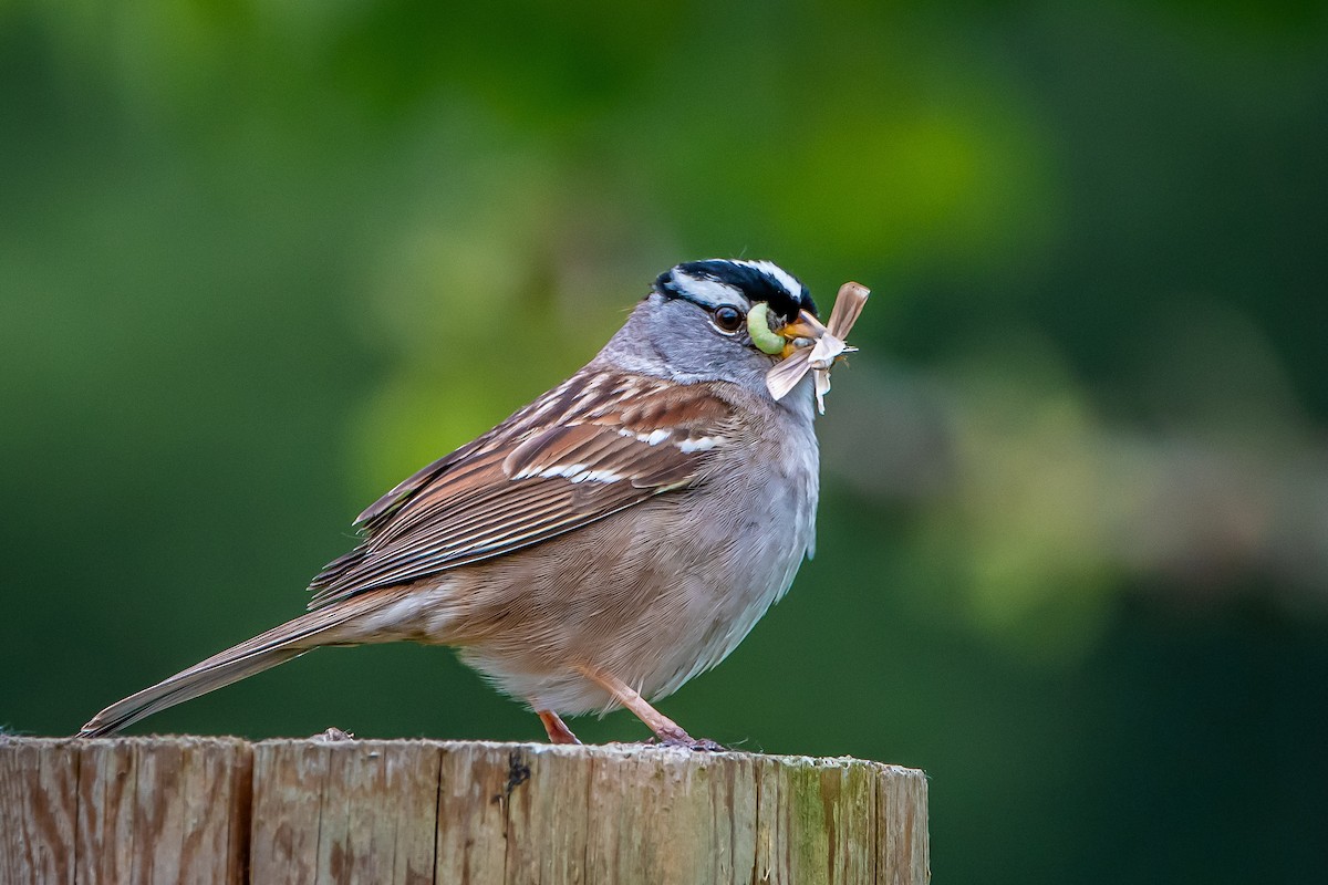 White-crowned Sparrow - ML619258234