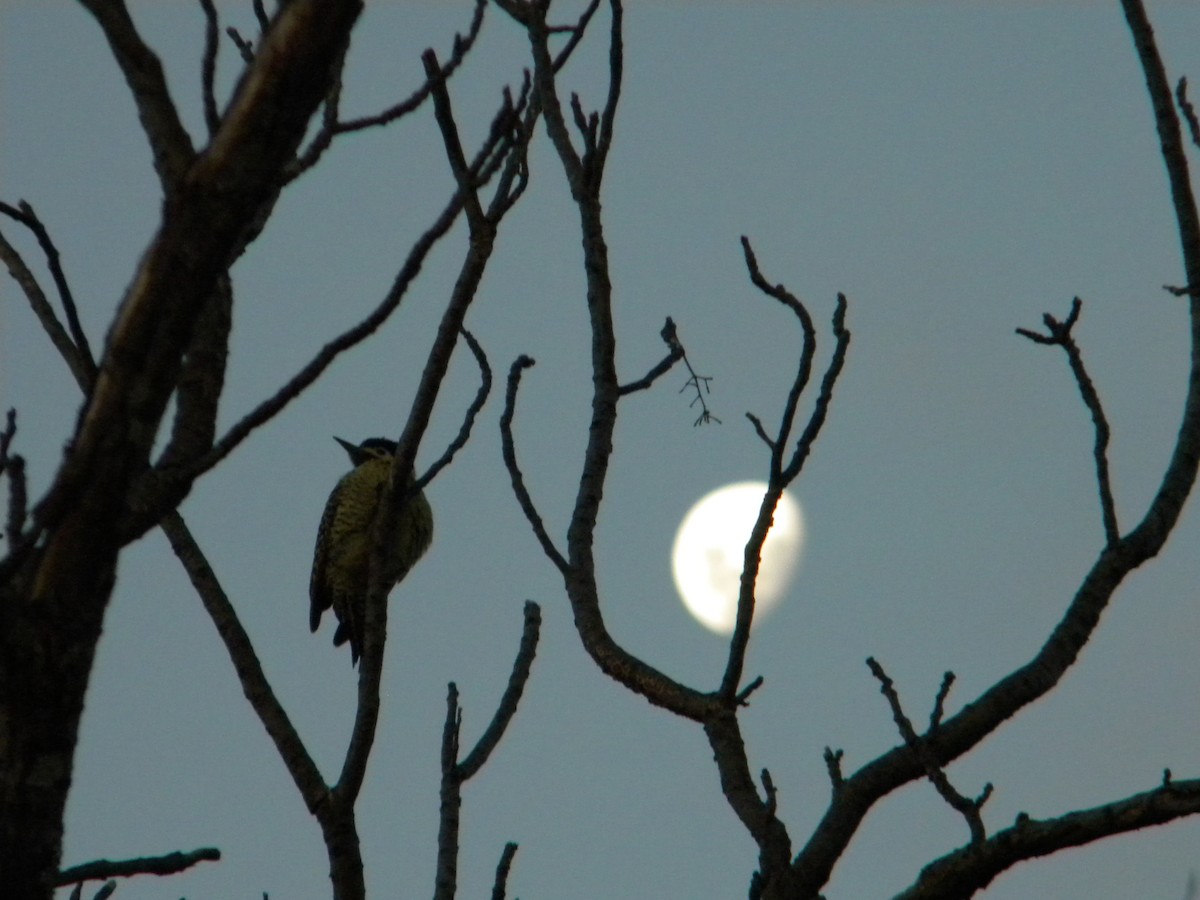 Green-barred Woodpecker - ML619258263
