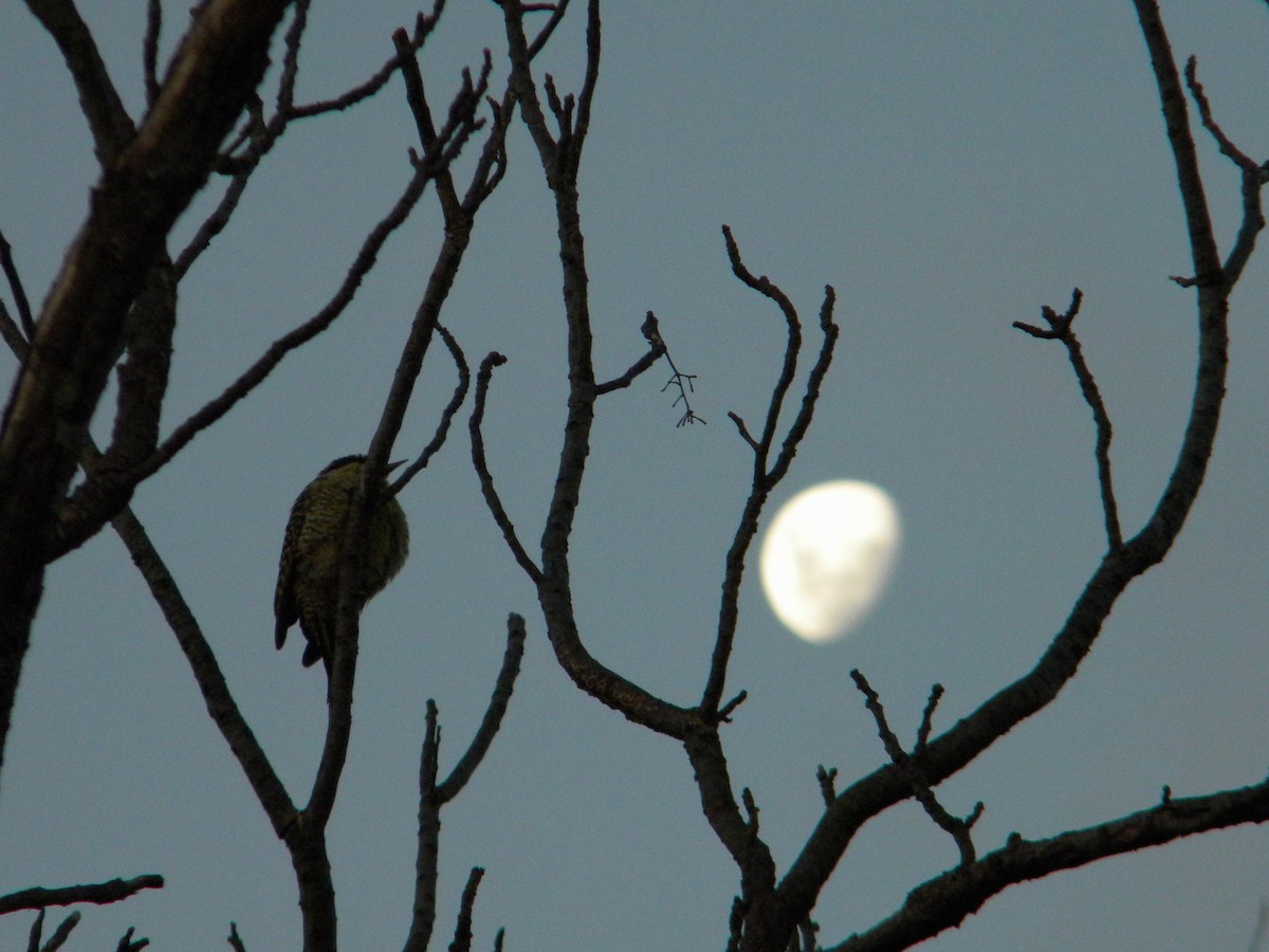 Green-barred Woodpecker - ML619258264