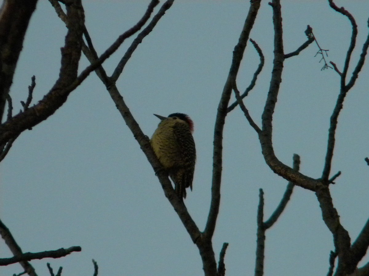 Green-barred Woodpecker - ML619258267