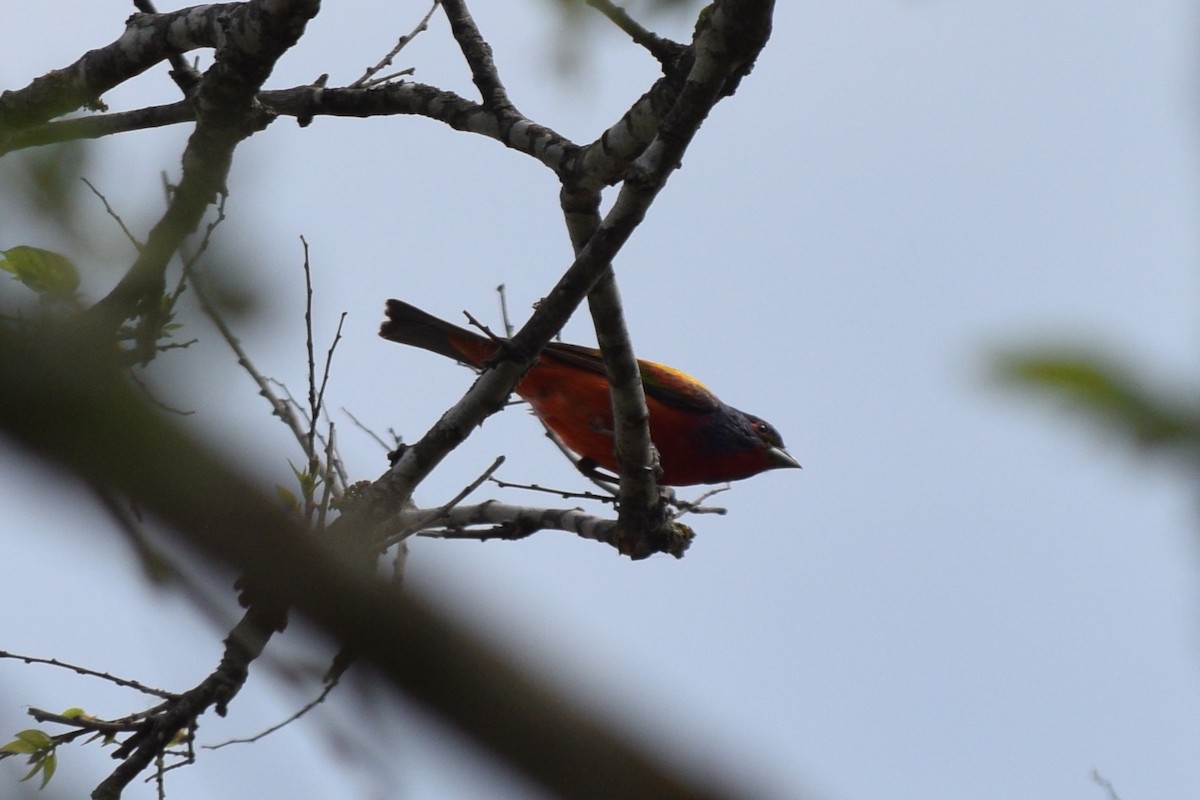 Painted Bunting - ML619258278