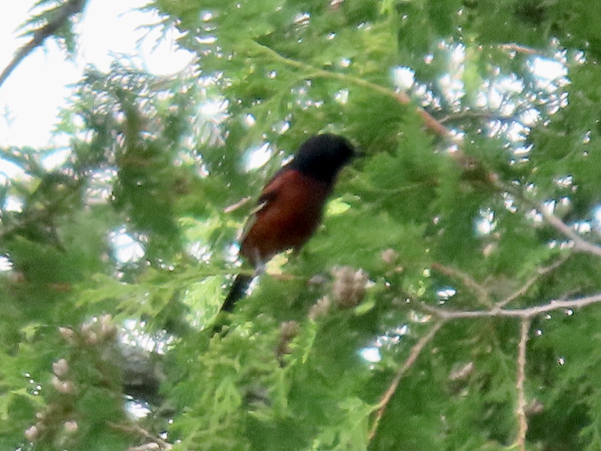 Orchard Oriole - ML619258348