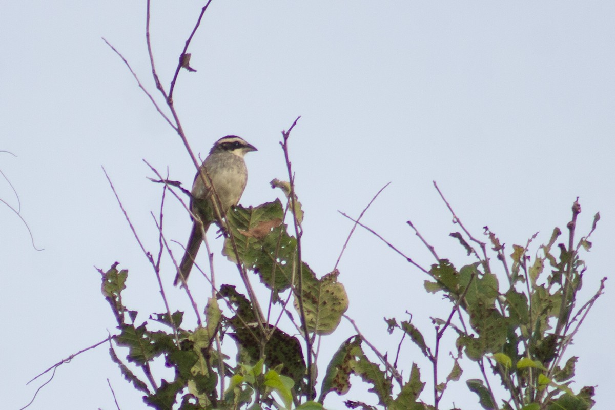 Stripe-headed Sparrow - ML619258367