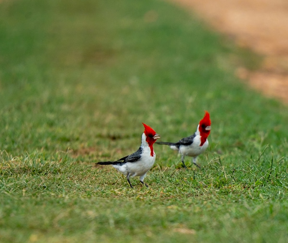 Red-crested Cardinal - ML619258371