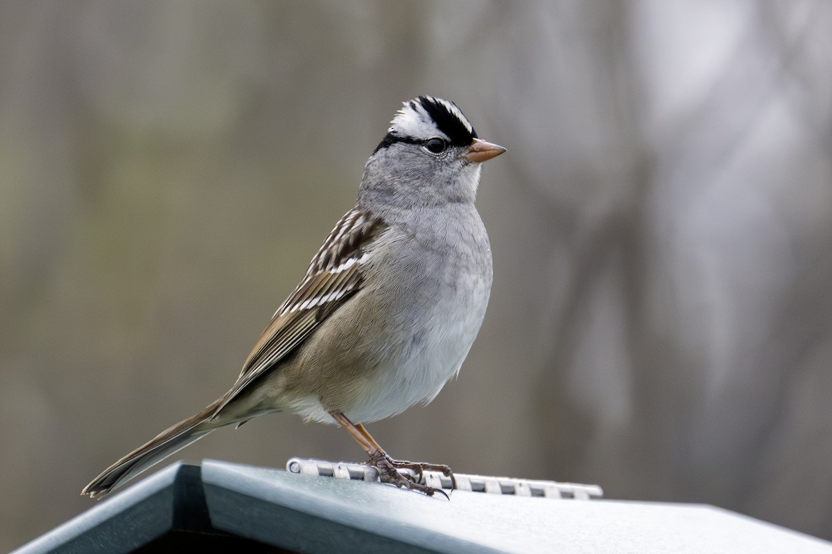 White-crowned Sparrow - ML619258381