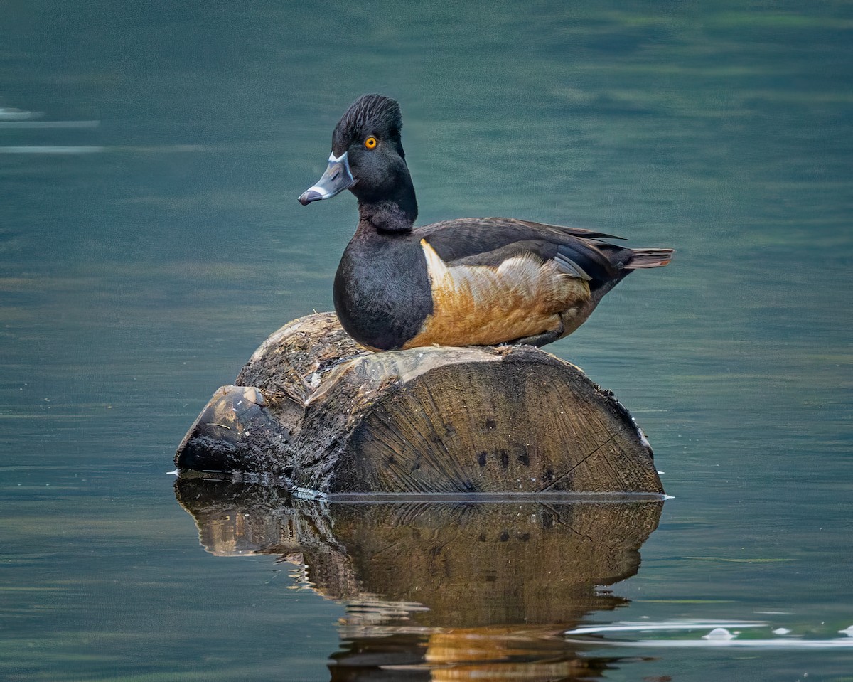 Ring-necked Duck - ML619258385