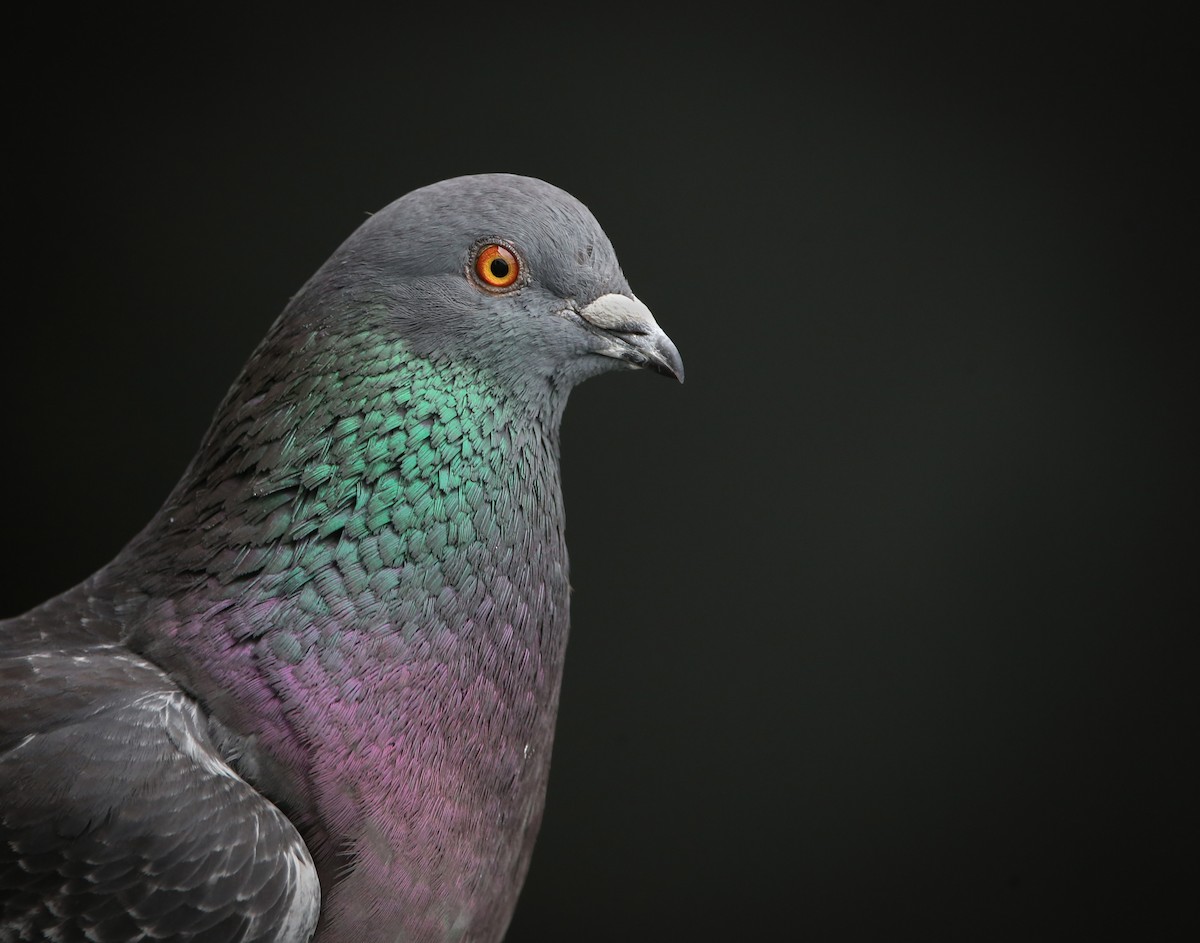 Rock Pigeon (Feral Pigeon) - ML619258402