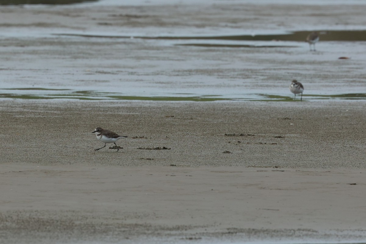 Double-banded Plover - ML619258435