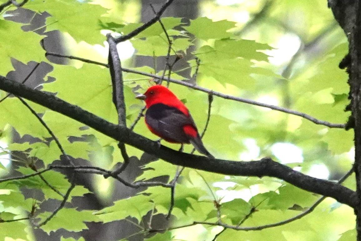 Scarlet Tanager - ML619258454