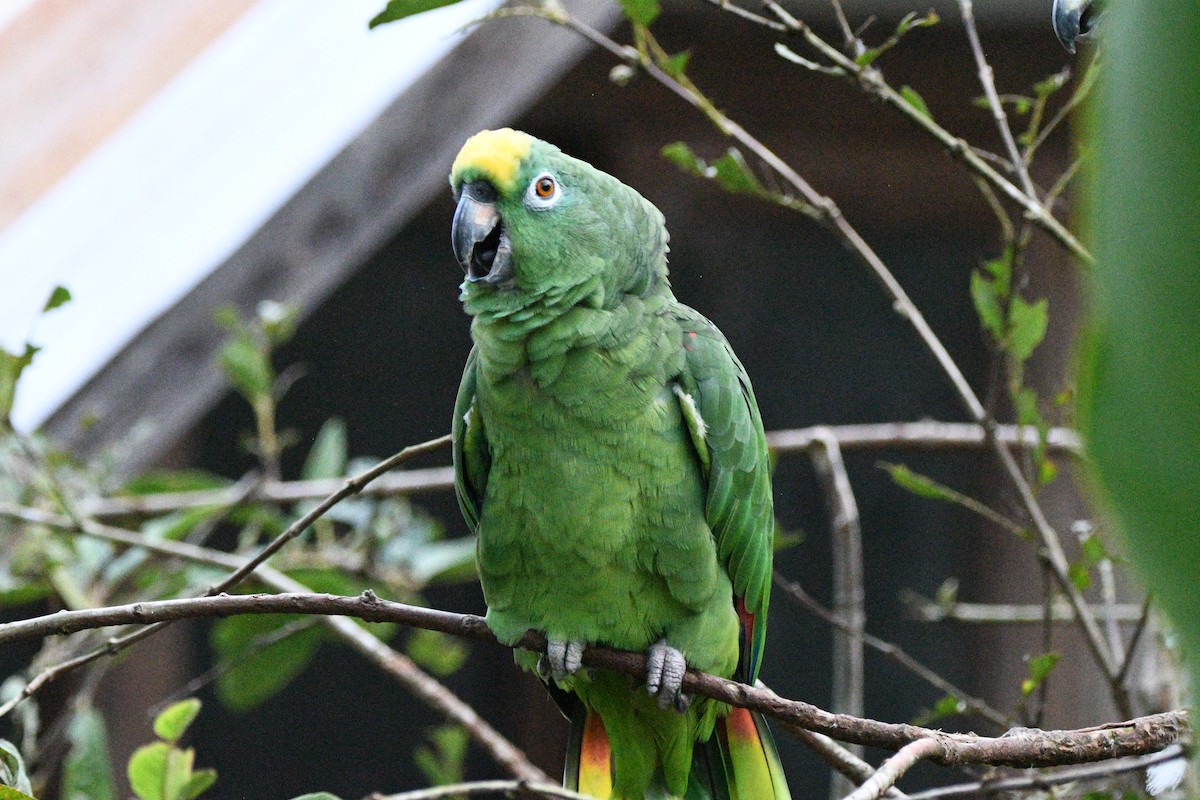 Yellow-crowned Parrot - ML619258455