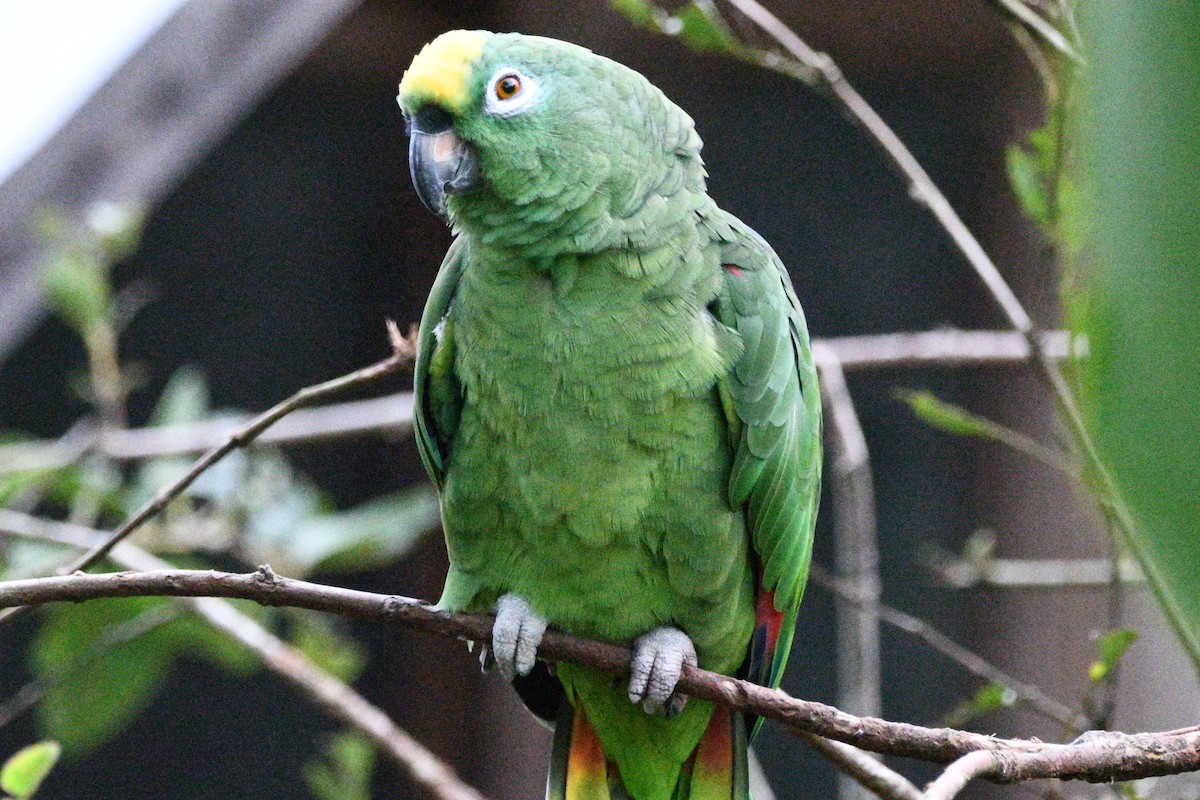 Yellow-crowned Parrot - ML619258457