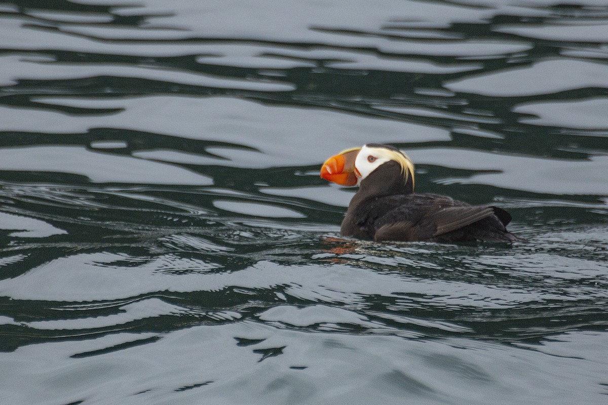 Tufted Puffin - ML619258481