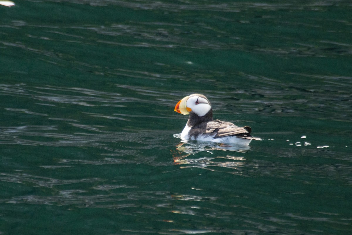 Horned Puffin - ML619258485
