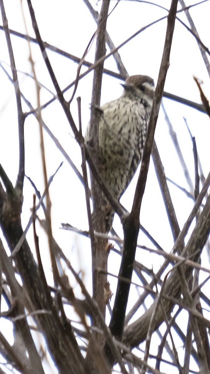 Checkered Woodpecker - ML619258523