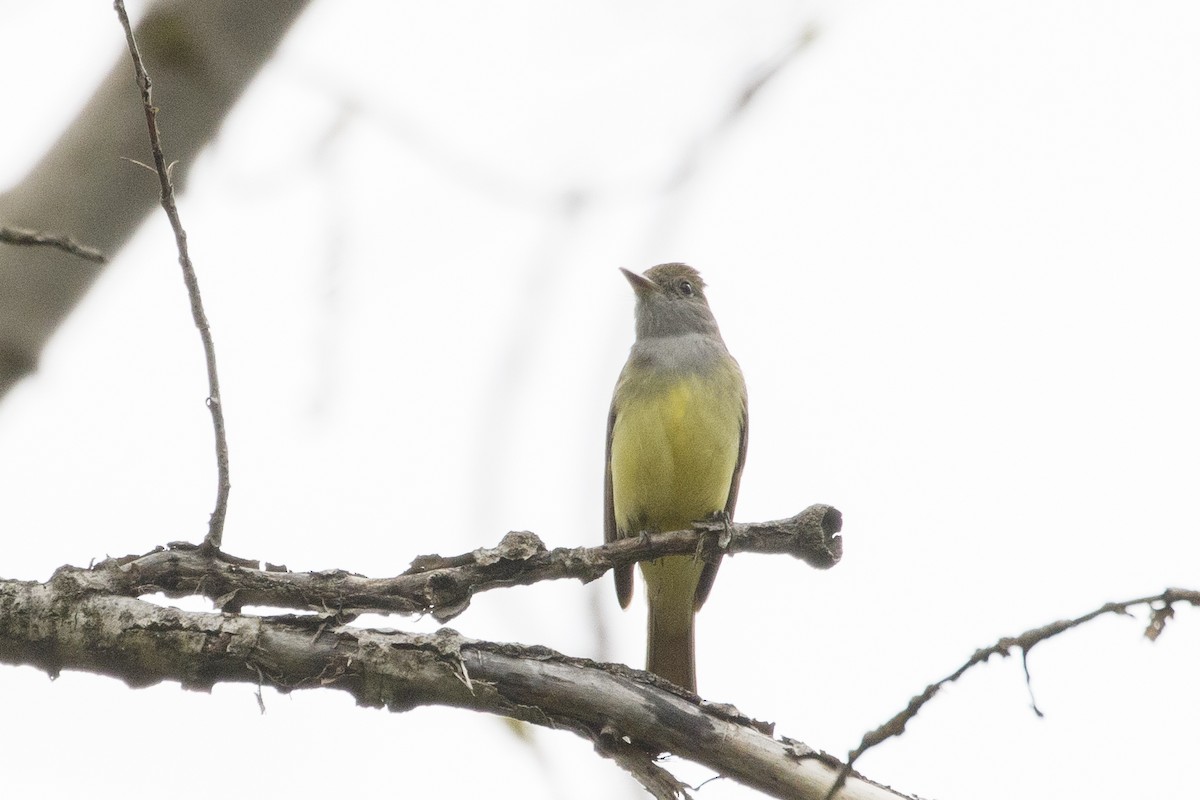 Great Crested Flycatcher - ML619258563