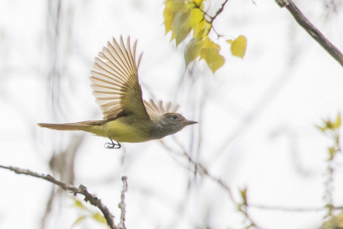 Great Crested Flycatcher - ML619258572