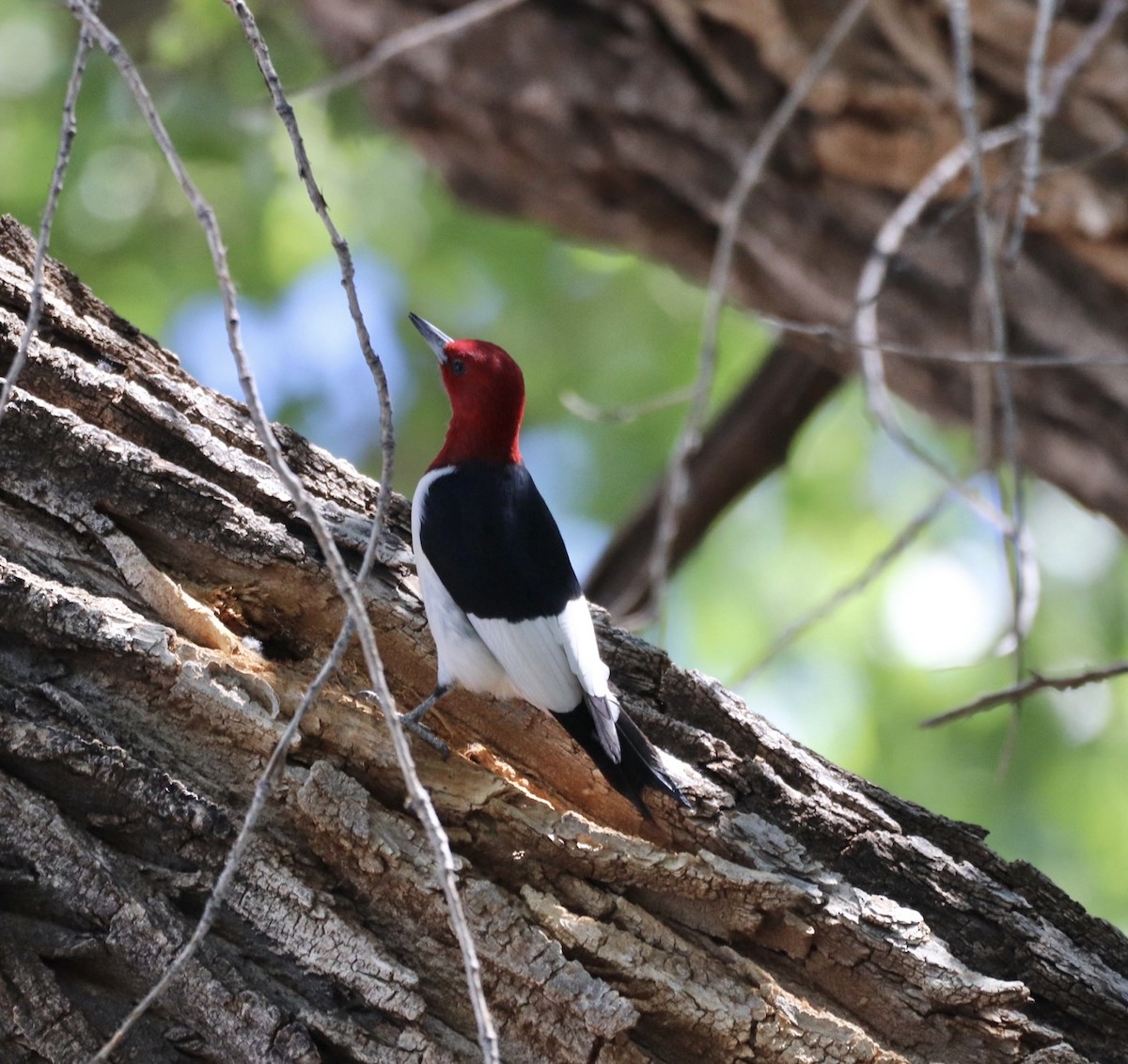 Red-headed Woodpecker - ML619258610