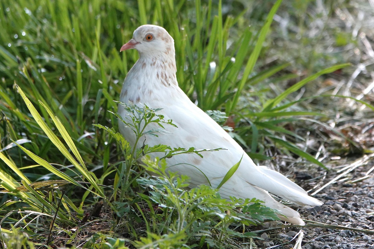 Rock Pigeon (Feral Pigeon) - ML619258687