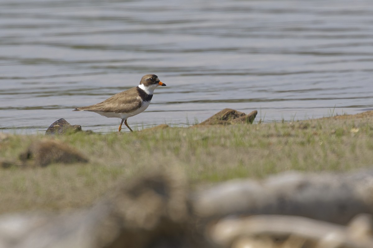 Semipalmated Plover - ML619258698