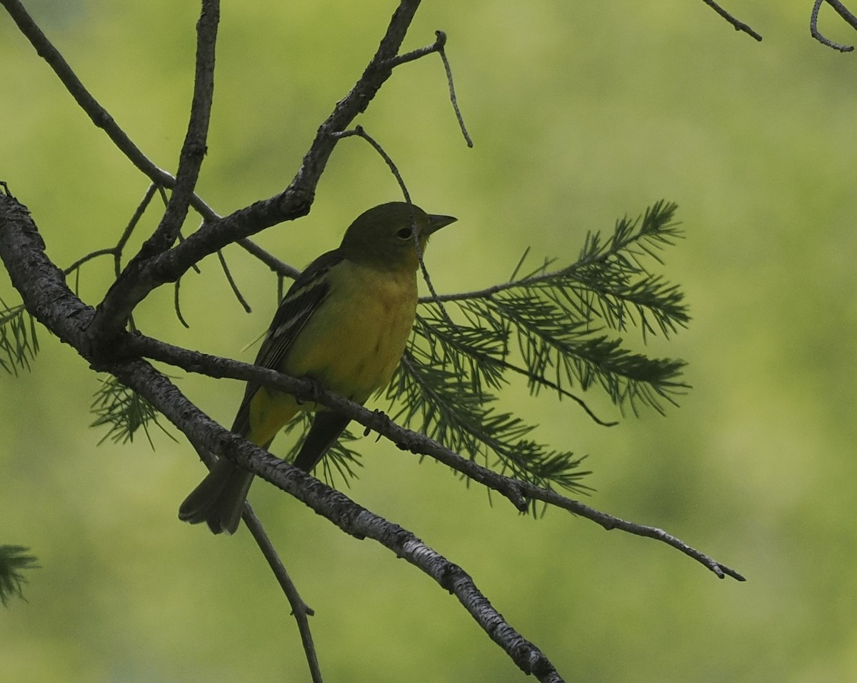 Western Tanager - ML619258716