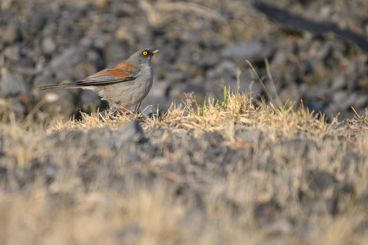 Yellow-eyed Junco (Mexican) - ML619258781