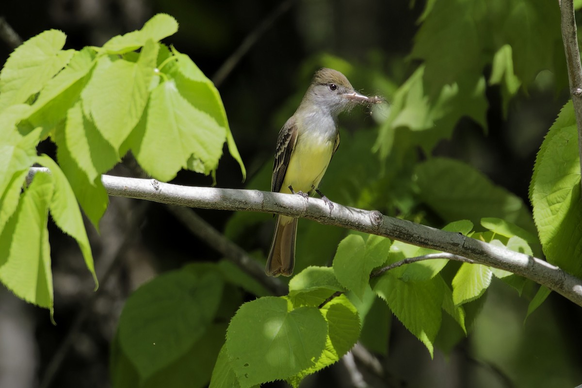 Great Crested Flycatcher - ML619258830