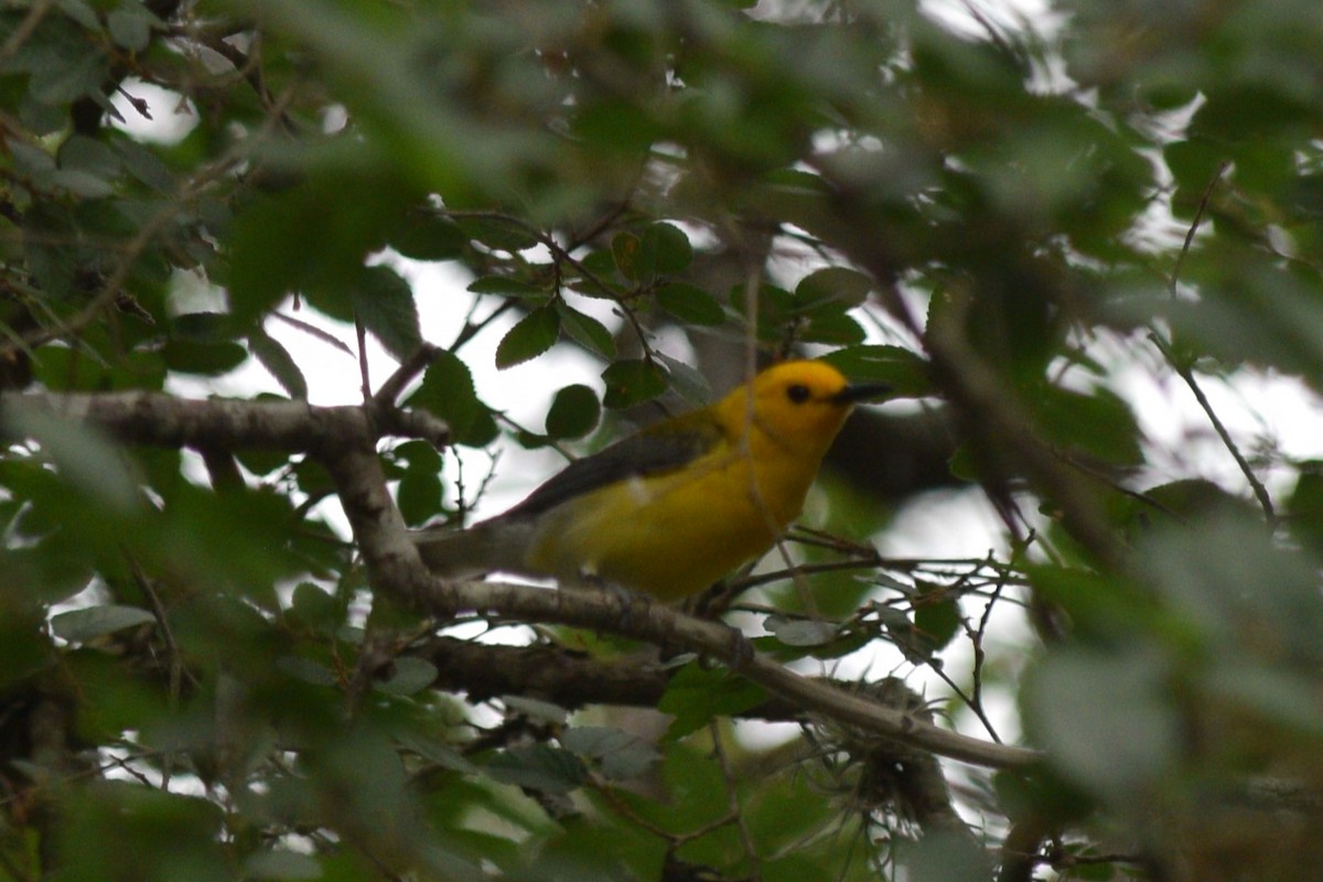 Prothonotary Warbler - ML619258837