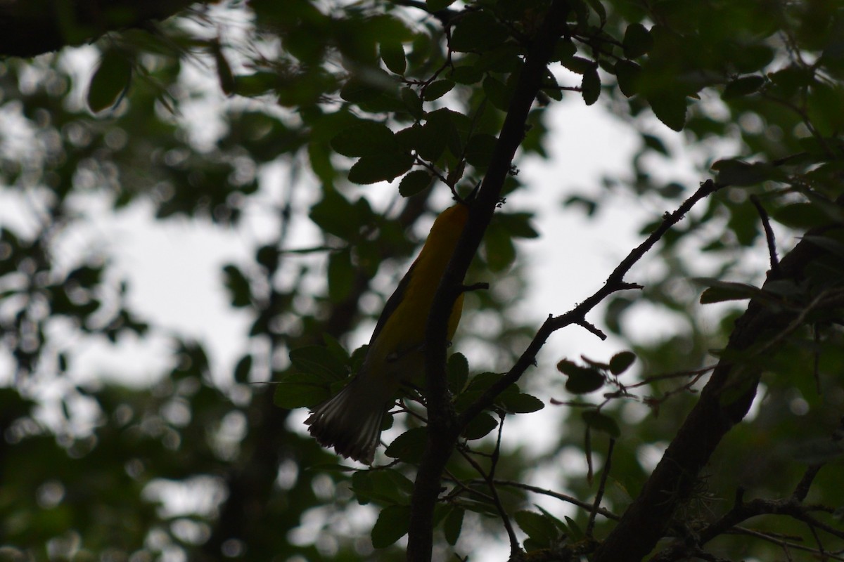 Prothonotary Warbler - ML619258897