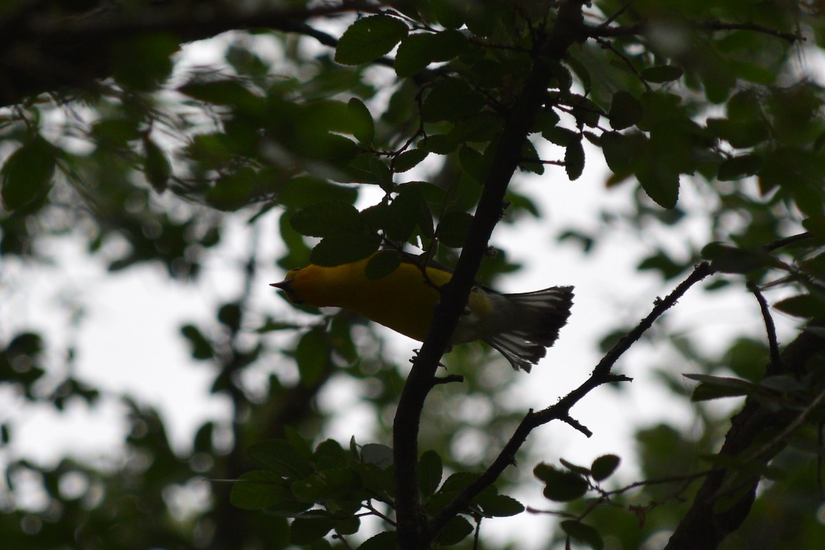 Prothonotary Warbler - ML619258909