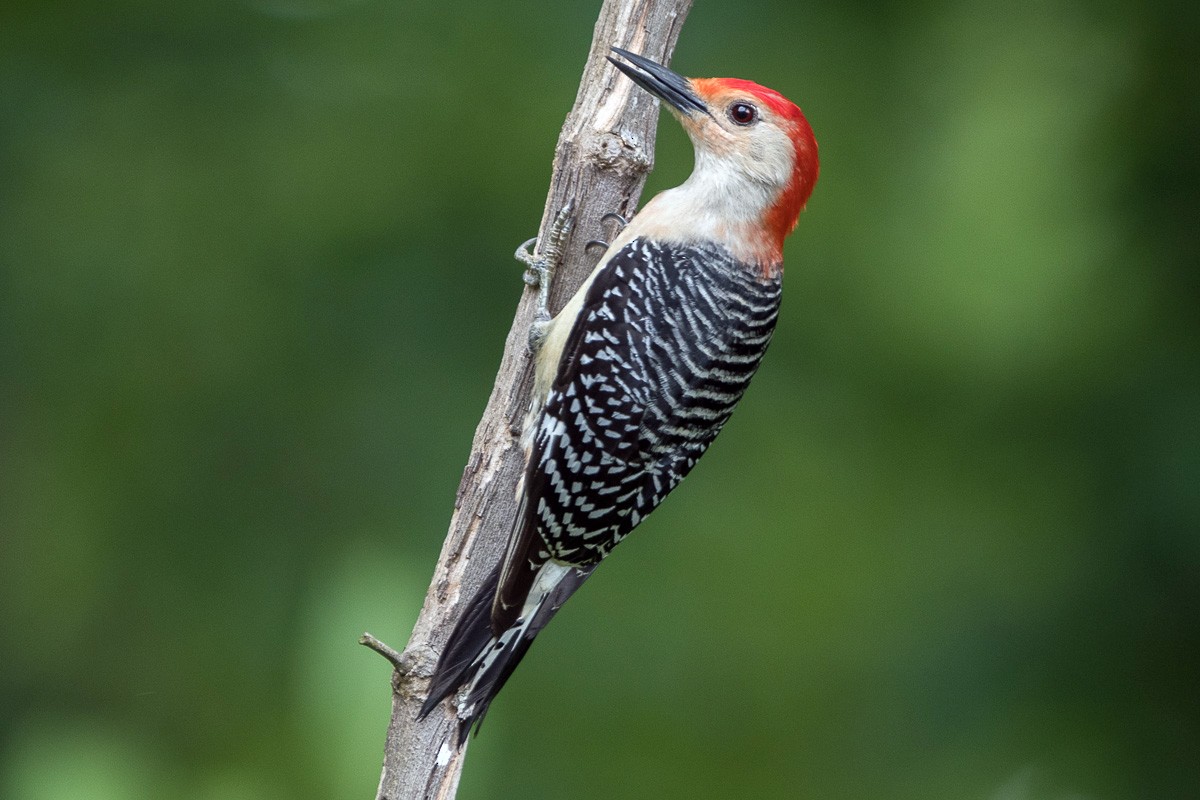 Red-bellied Woodpecker - ML619258963