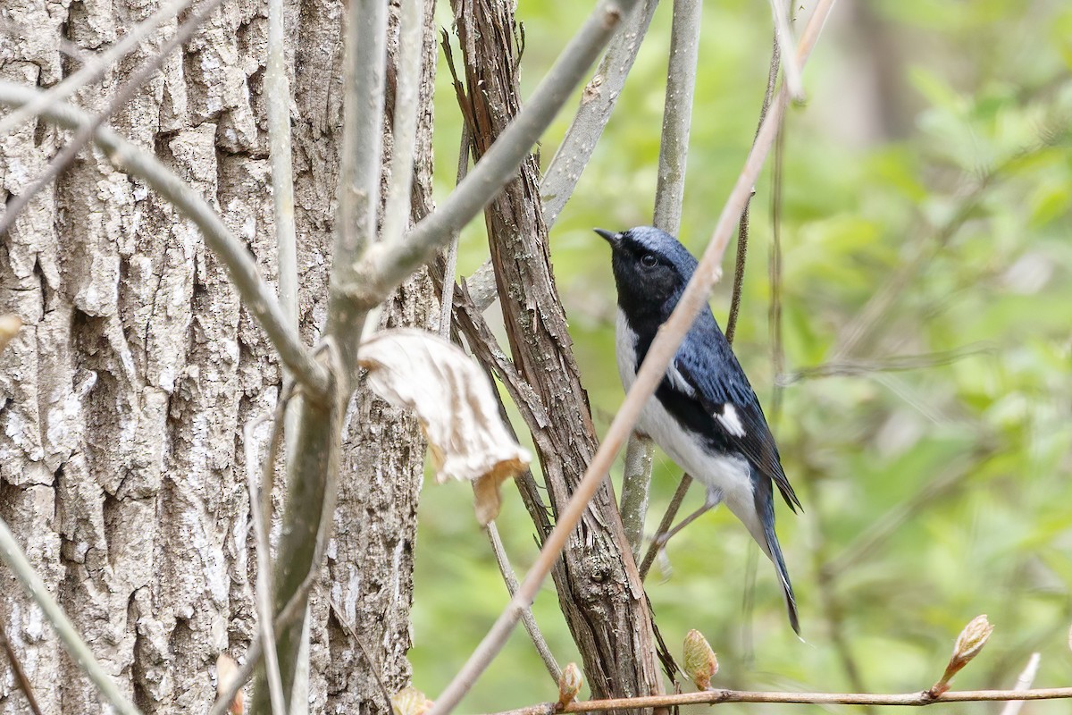 Black-throated Blue Warbler - ML619259027