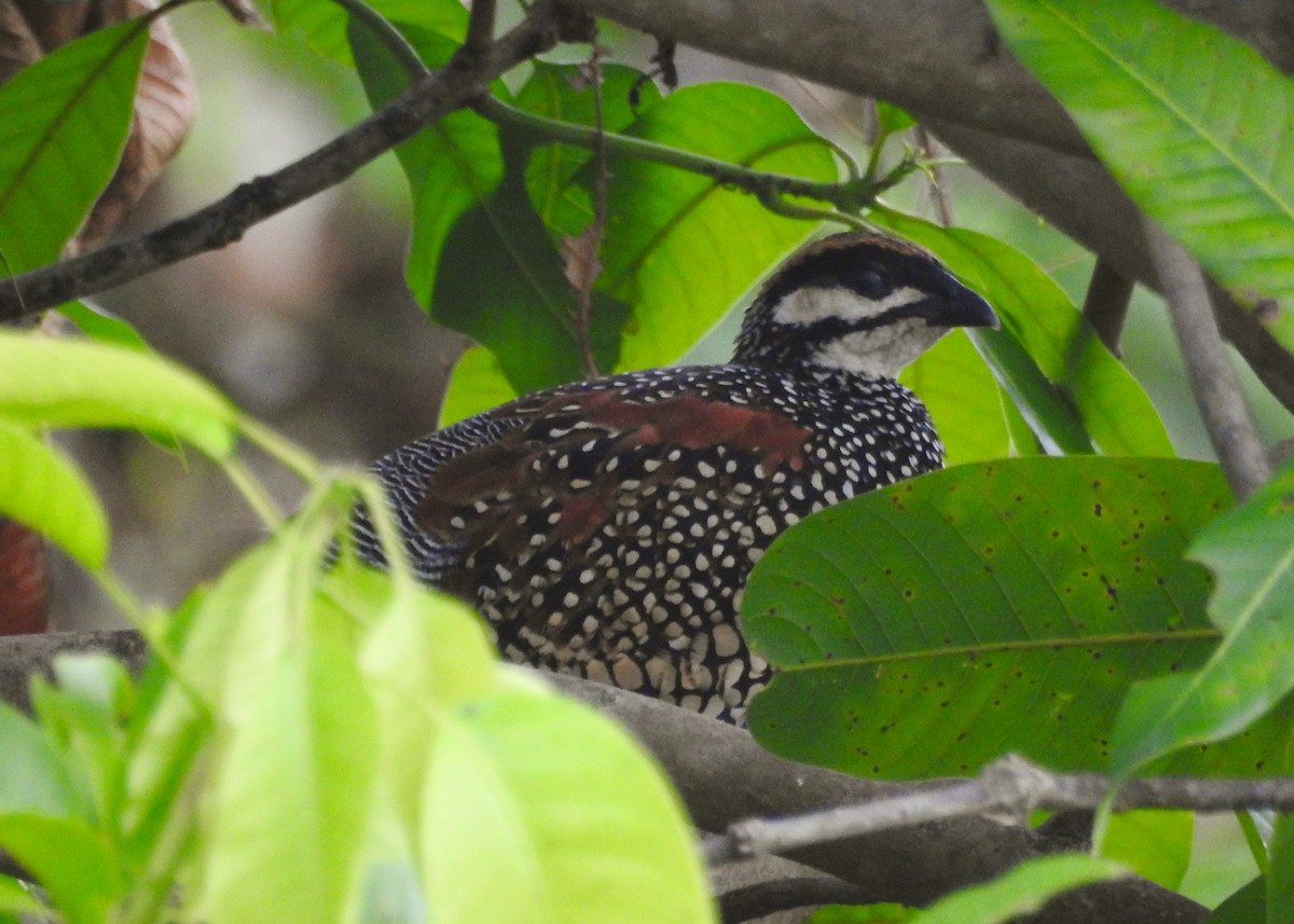 Chinese Francolin - ML619259095