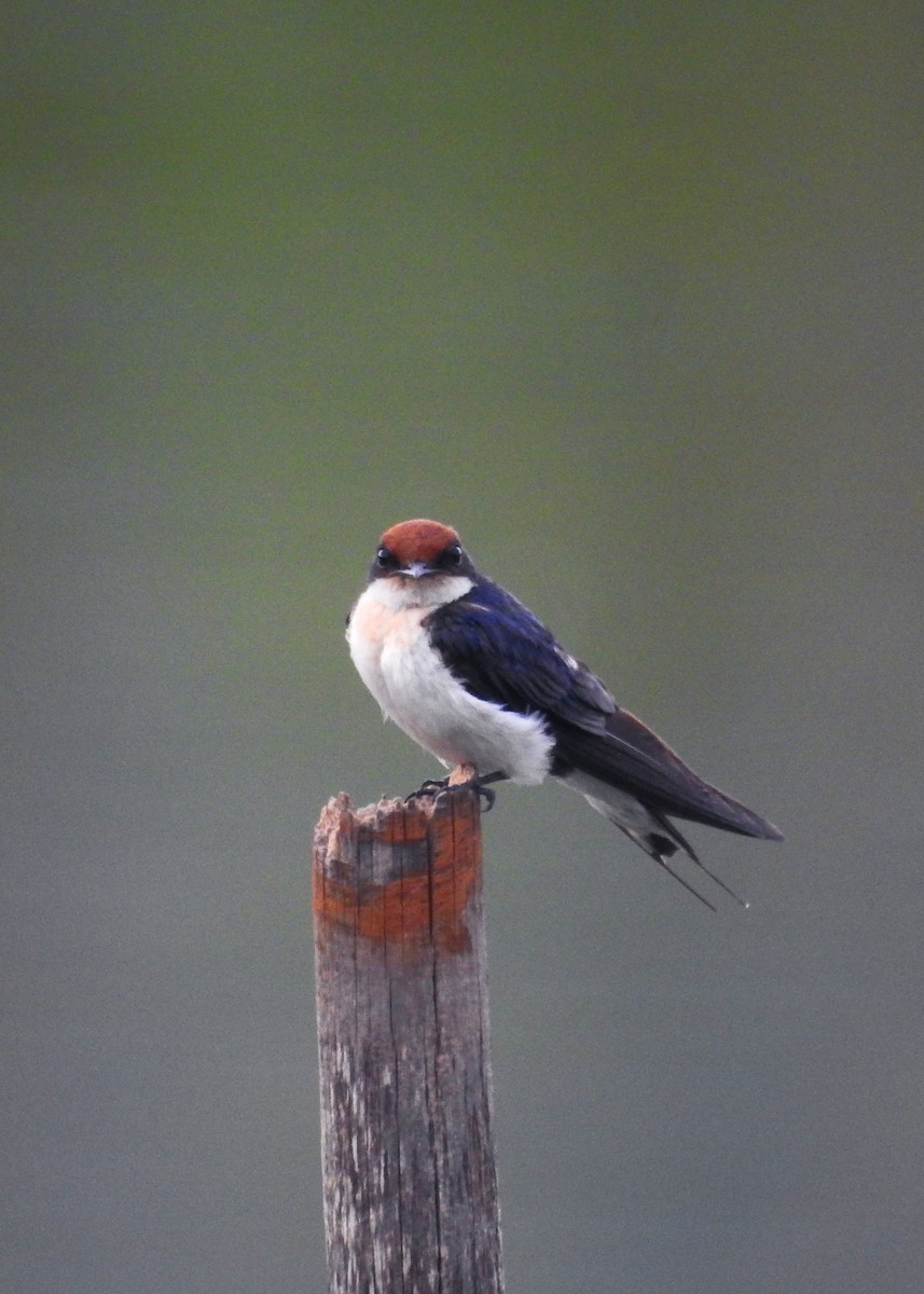 Wire-tailed Swallow - ML619259113
