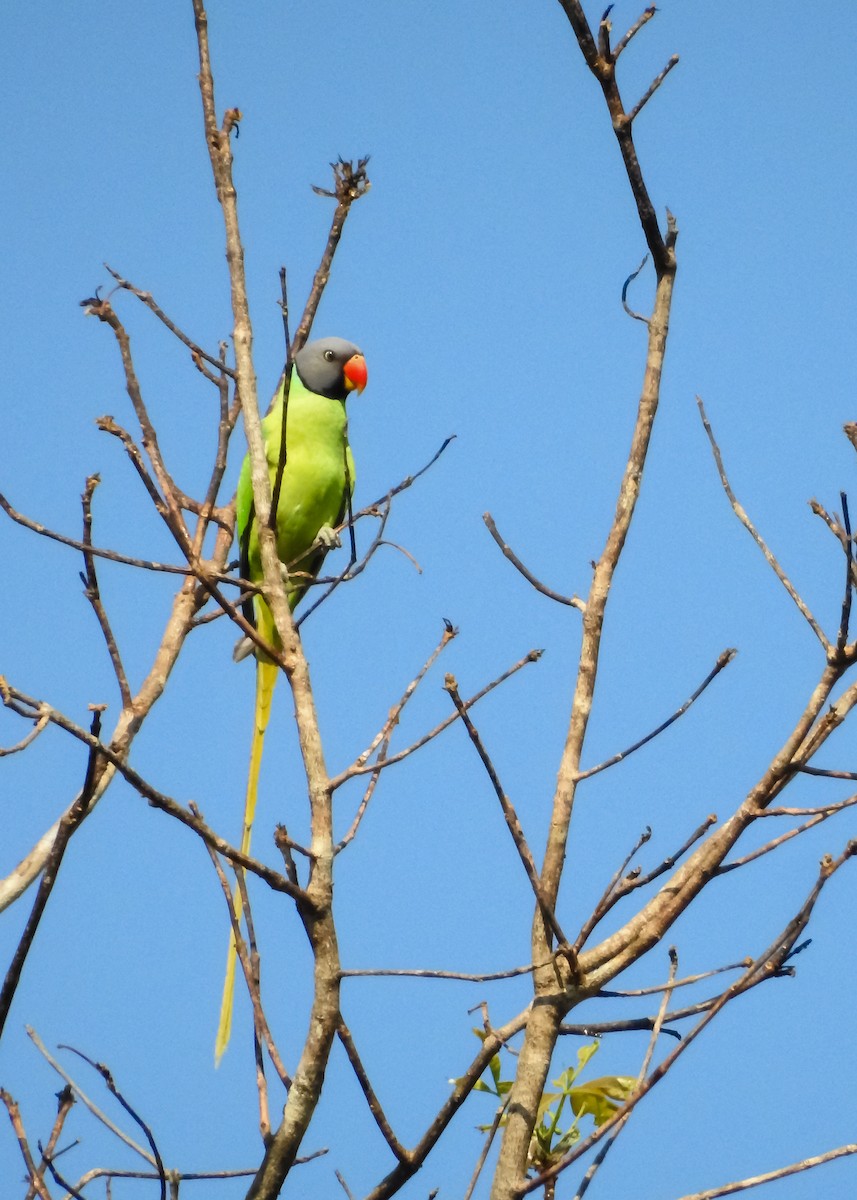 Finsch Yeşil Papağanı - ML619259156
