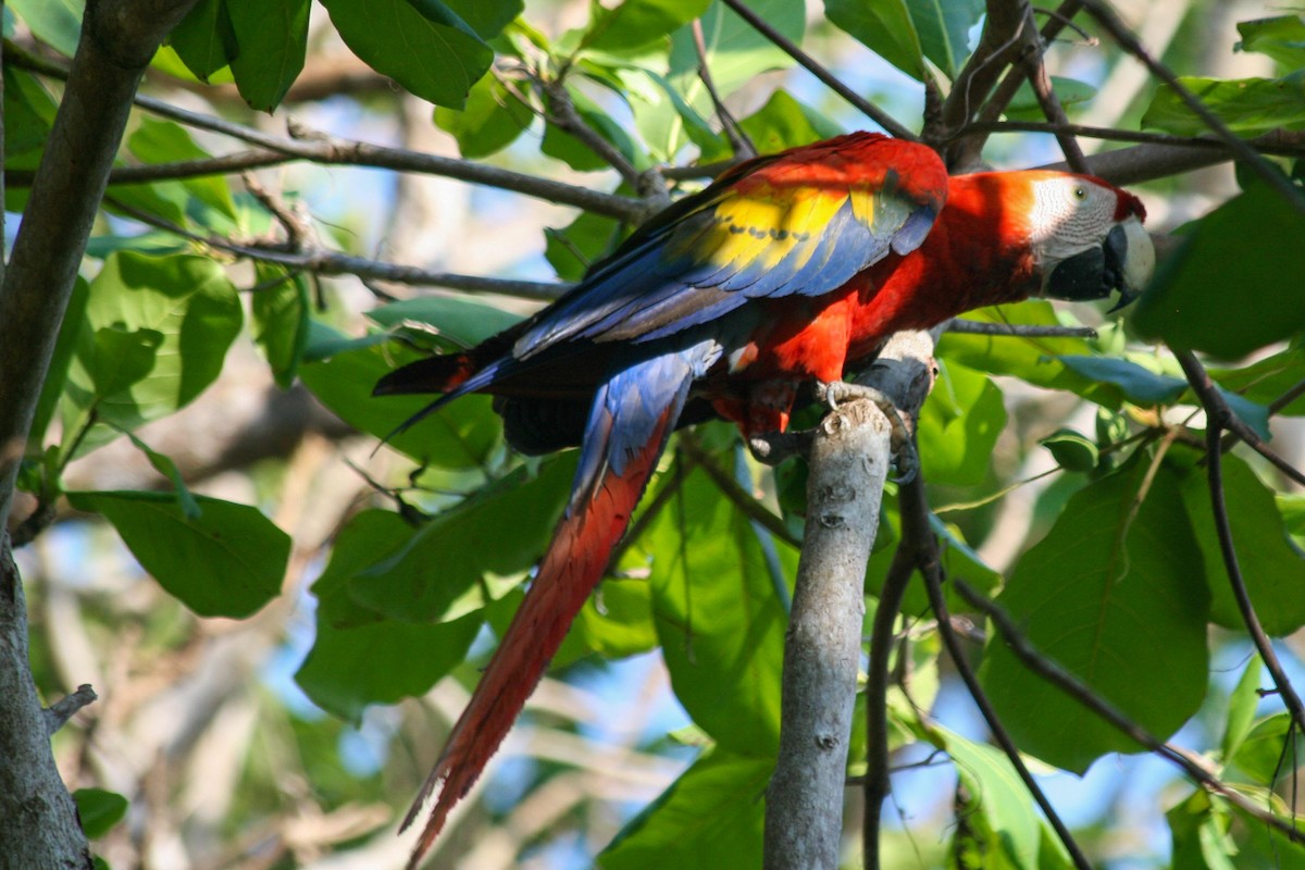 Scarlet Macaw - ML619259202