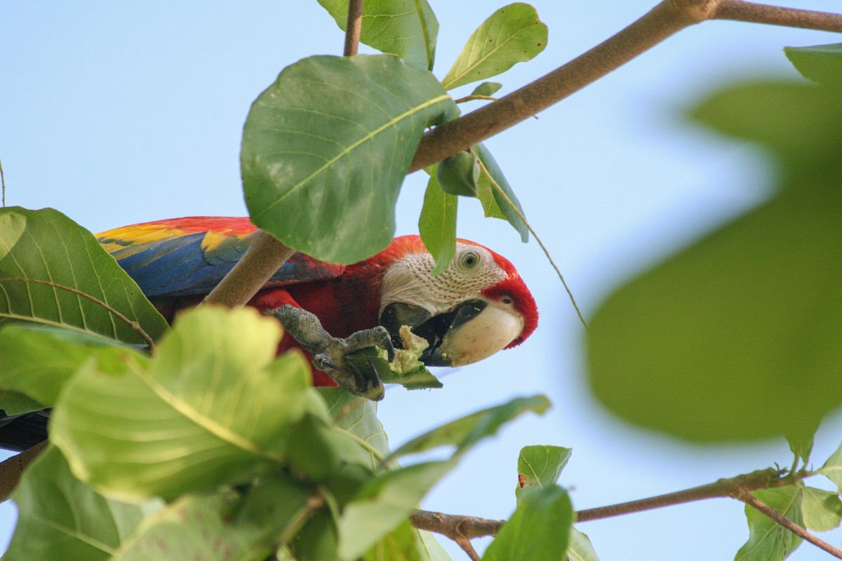 Scarlet Macaw - ML619259204