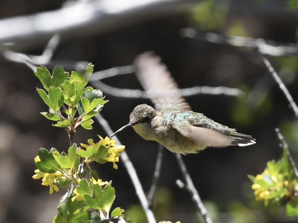 Calliope Hummingbird - ML619259231