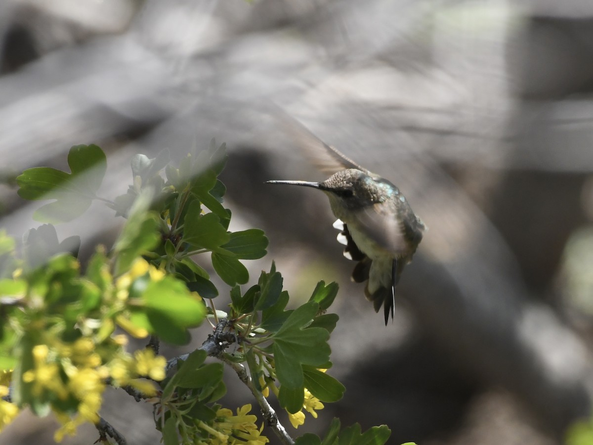 Calliope Hummingbird - ML619259234
