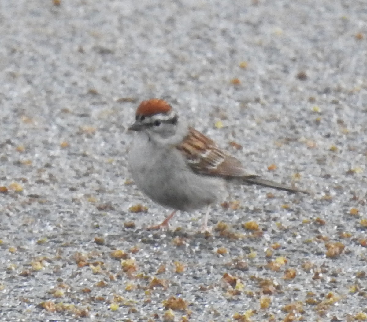 Chipping Sparrow - ML619259243