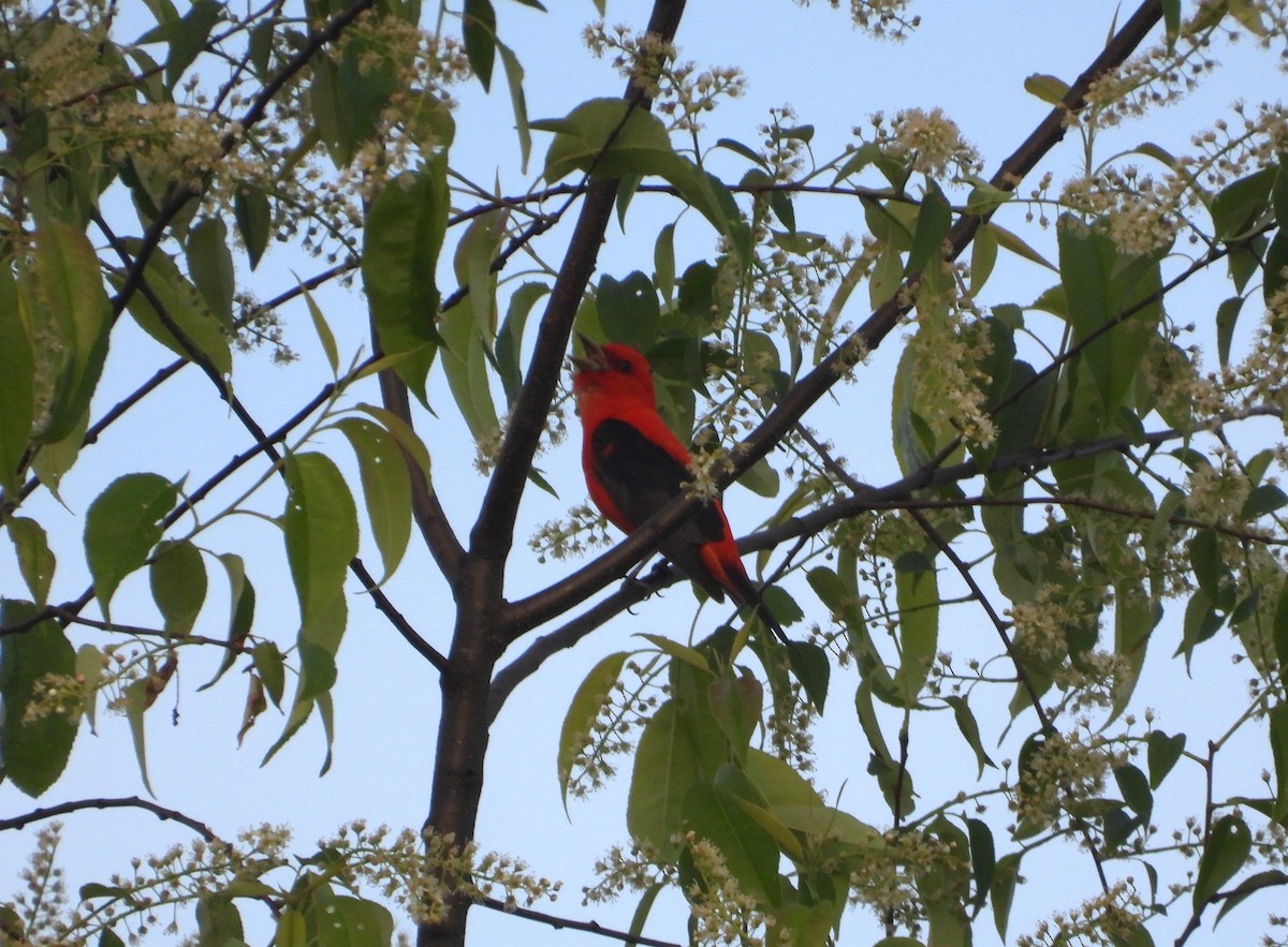 Scarlet Tanager - ML619259313