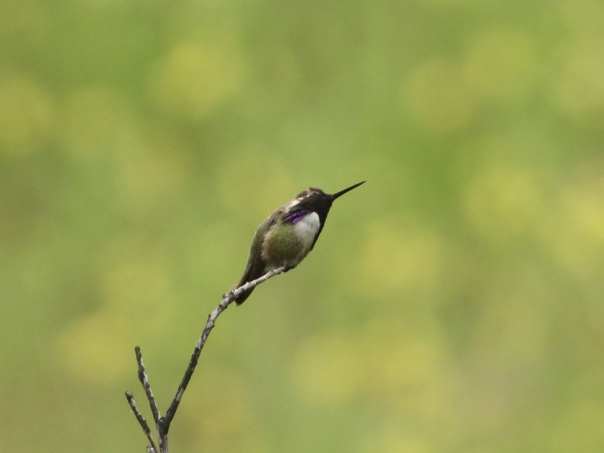 Costa's Hummingbird - ML619259329