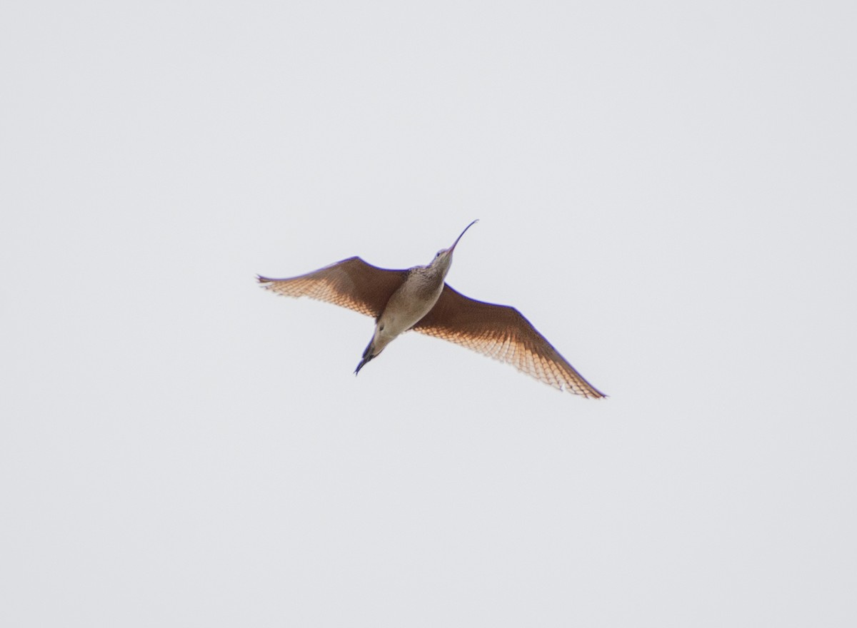 Long-billed Curlew - ML619259351
