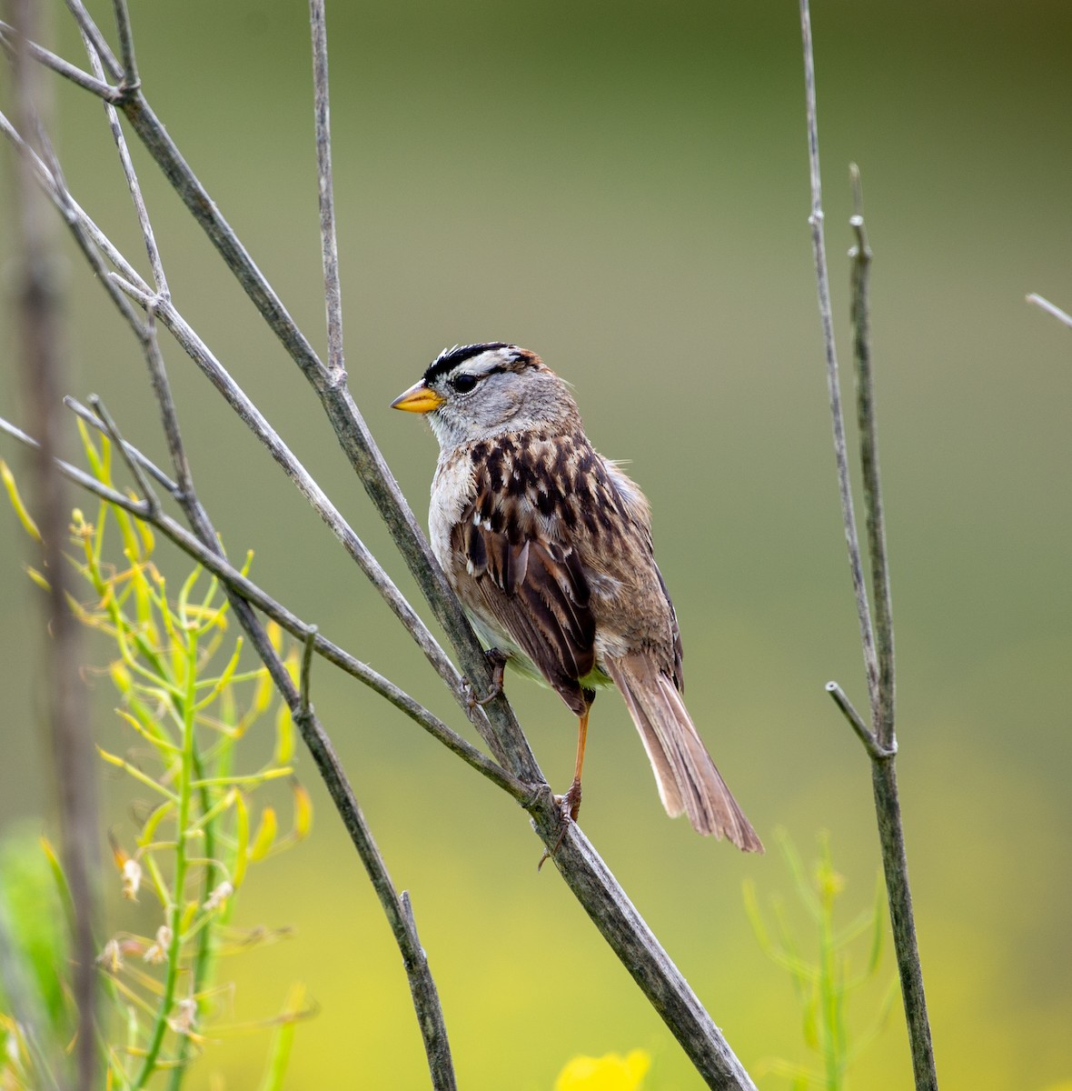White-crowned Sparrow (nuttalli) - ML619259359