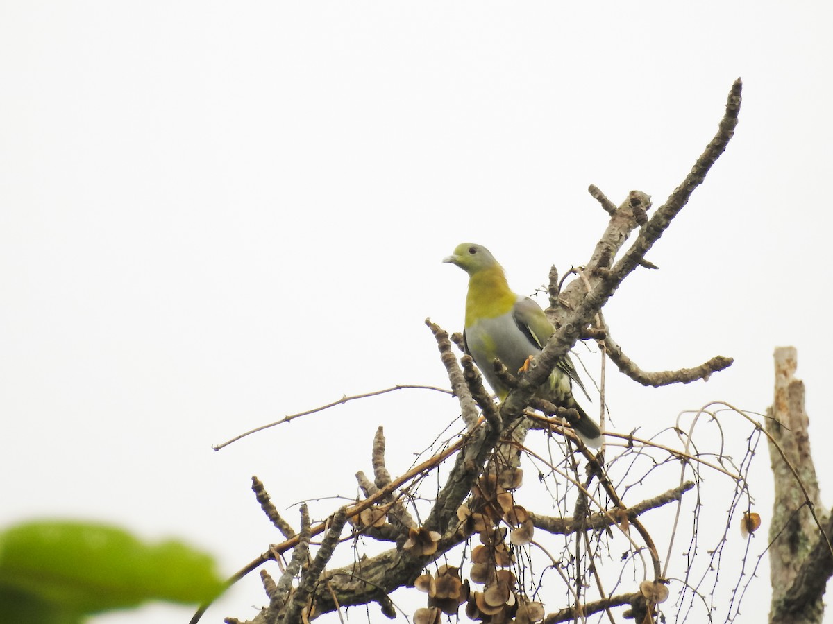 Yellow-footed Green-Pigeon - ML619259361