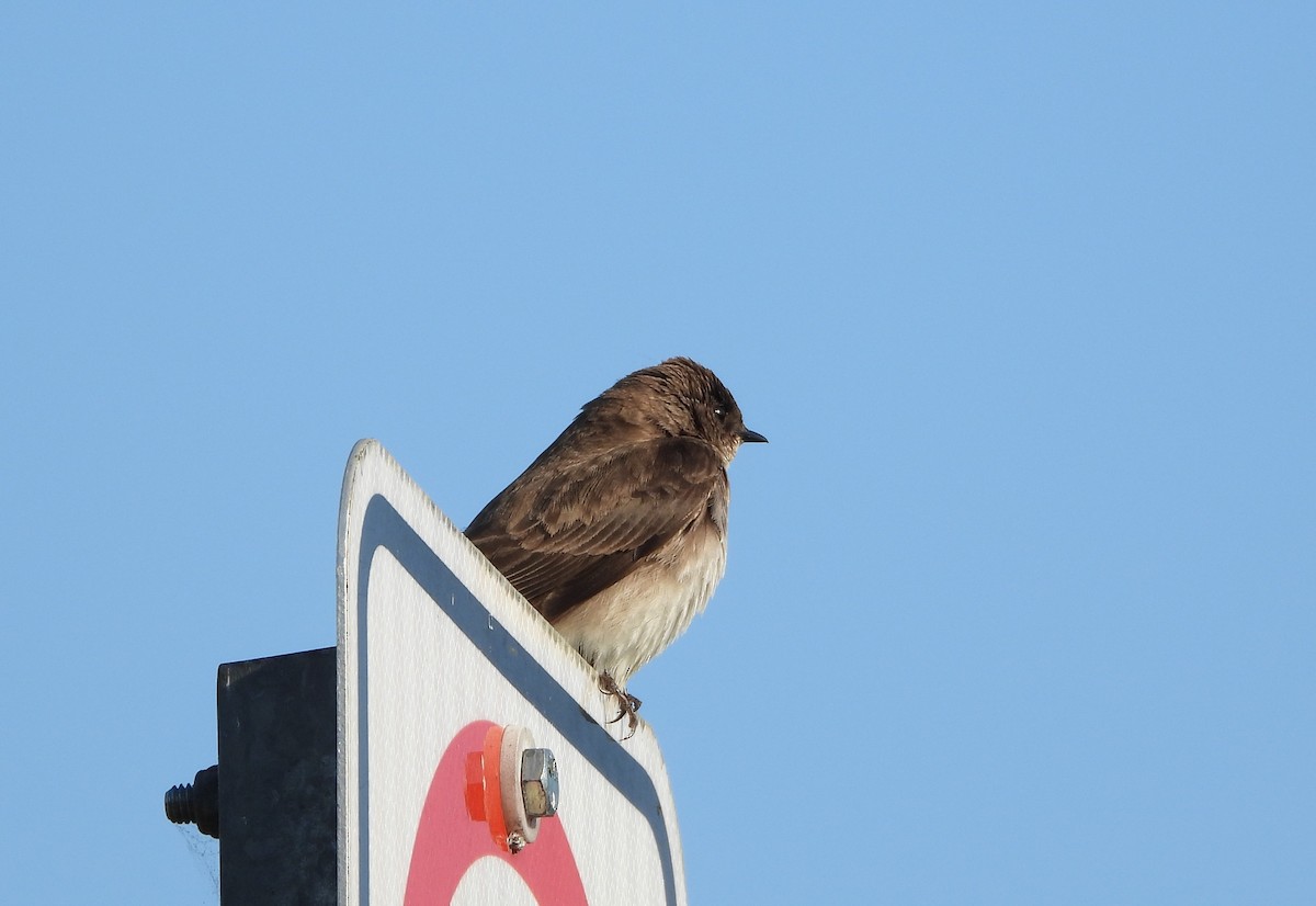 Northern Rough-winged Swallow - ML619259423