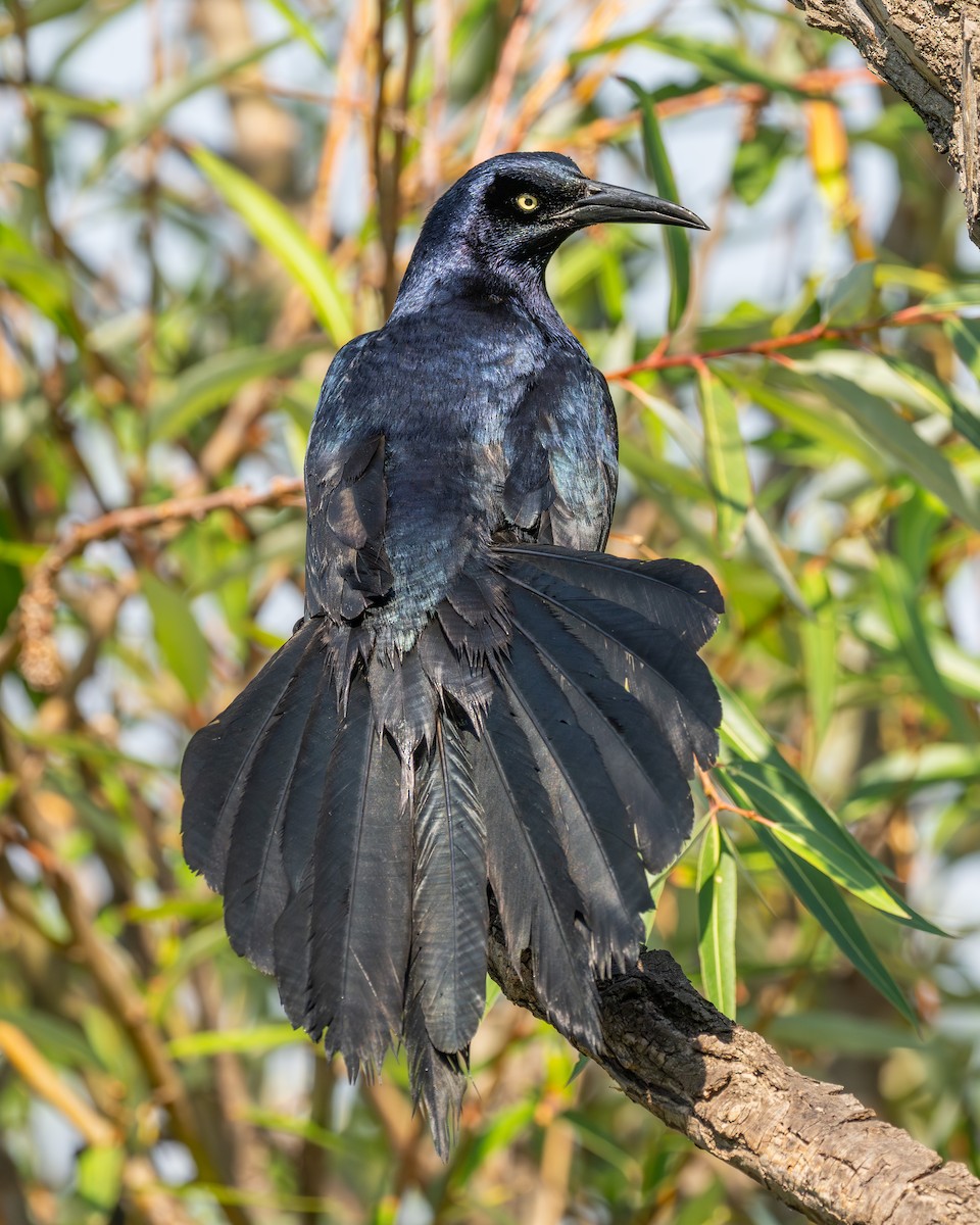Great-tailed Grackle - ML619259506